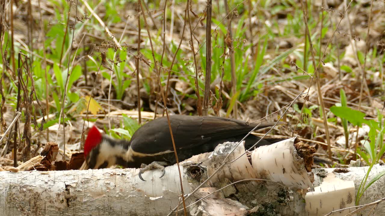 pájaro carpintero buscando comida en troncos de abedul, ángulo bajo