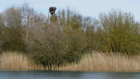 White-storks-fly-and-leave-nest-built-at-top-of-reed-island-in-ancient-Antela-lagoon-Areeiras-da-Limia-in-Xinzo-de-Limia-Ourense-Galicia-Spain