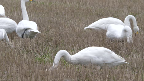 swans in field on autumn day. handheld