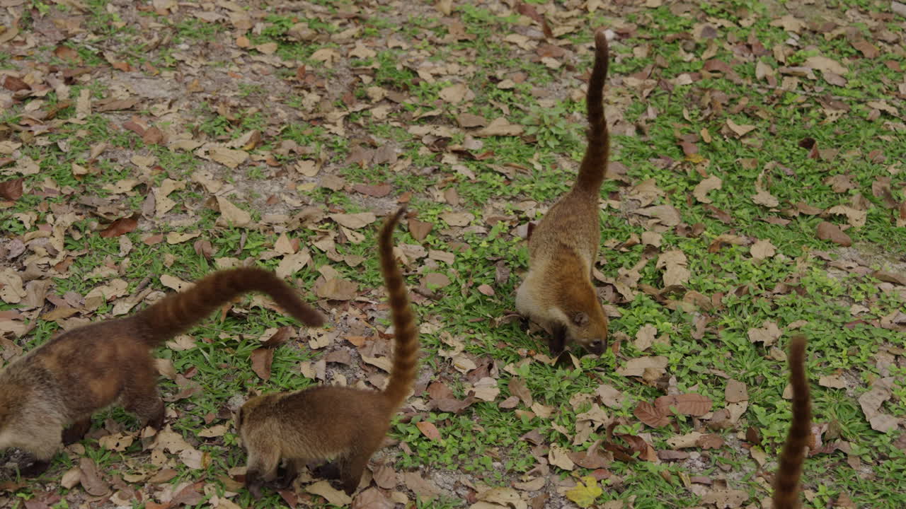 Close up of coatis look for food. Coati walk outside. Narica, procyonidae mammals. Nasua slow motion
