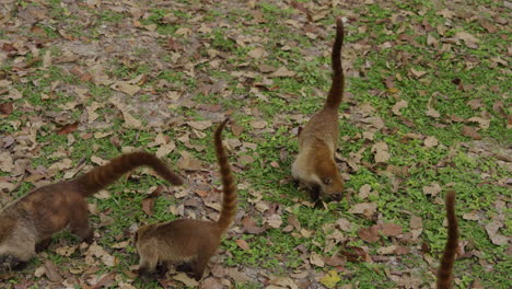 close up of coatis look for food. coati walk outside. narica, procyonidae mammals. nasua slow motion