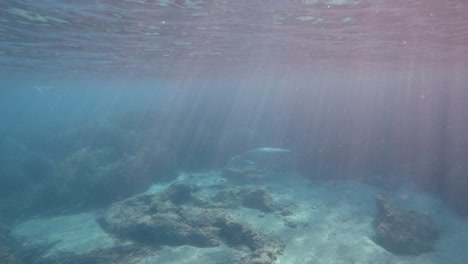 兩個僧侶海<unk>在地中海的藻類中游泳