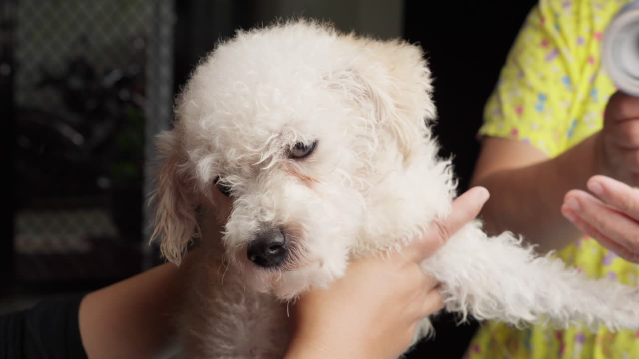 장난감 푸들 (toy poodle) 의 머리카락이 고 건조되어 있습니다.