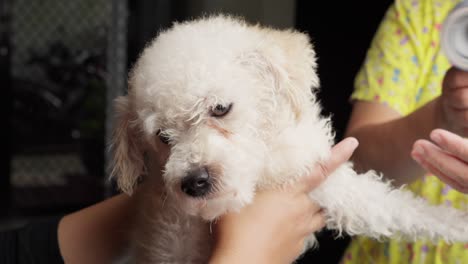 caniche de juguete arreglado, el pelo peludo y seco