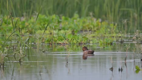 Ente-Im-Feuchtgebiet-Mit-Spiegelung-Im-Wasser