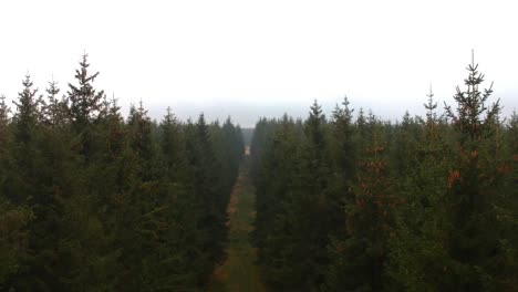 Flying-backwards-in-pine-tree-forest-on-windy-day-in-High-Fens,-Belgium