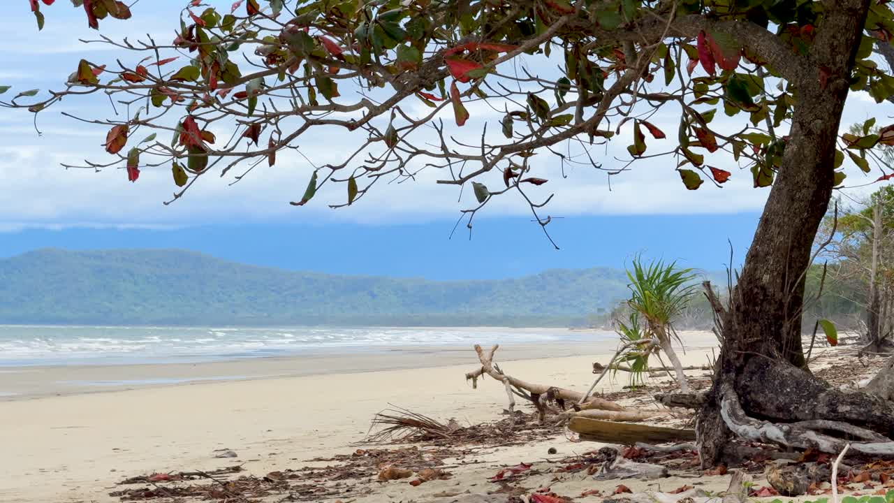 Wide shot of mangrove tree, sandy beach, and distant hills under bright natural daylight