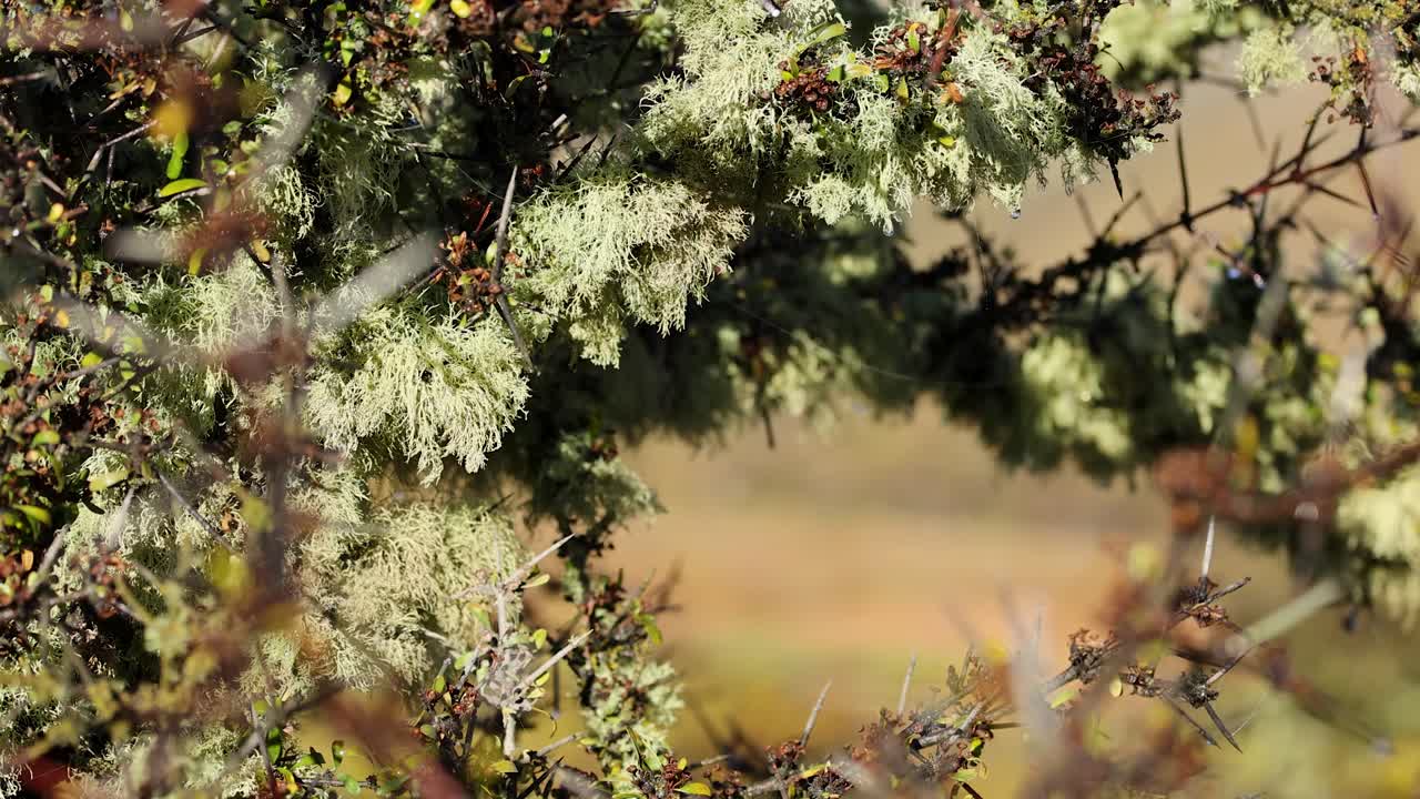 Matagouri branch covered in pale green lichen sways gently in natural daylight, with a soft, out-of-focus background and subtle camera movement