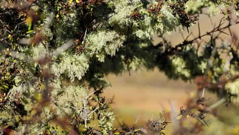 matagouri branch covered in pale green lichen sways gently in natural daylight, with a soft, out-of-focus background and subtle camera movement