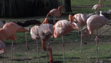 flamencos rosados en un parque