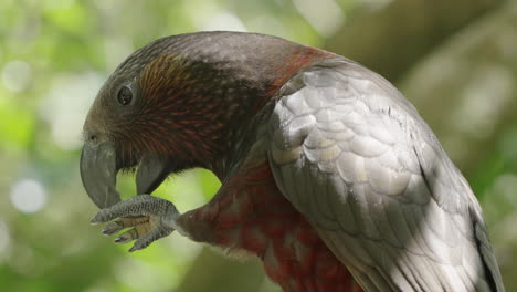 Kaka--Feeding-In-Wellington,-NZ---Close-Up