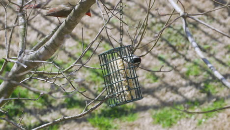 female northern cardinal and a downy woodpecker share a suet bird-feeder during late-winter in south carolina