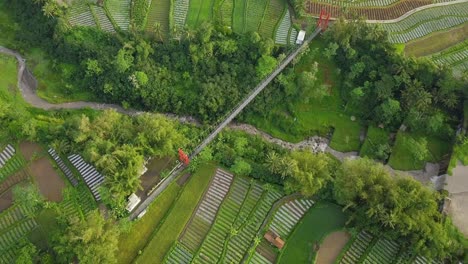 Hängebrücke-über-Das-Tal-Mit-Wasserfall,-Umgeben-Von-Dichten-Bäumen-Und-Gemüseplantagen