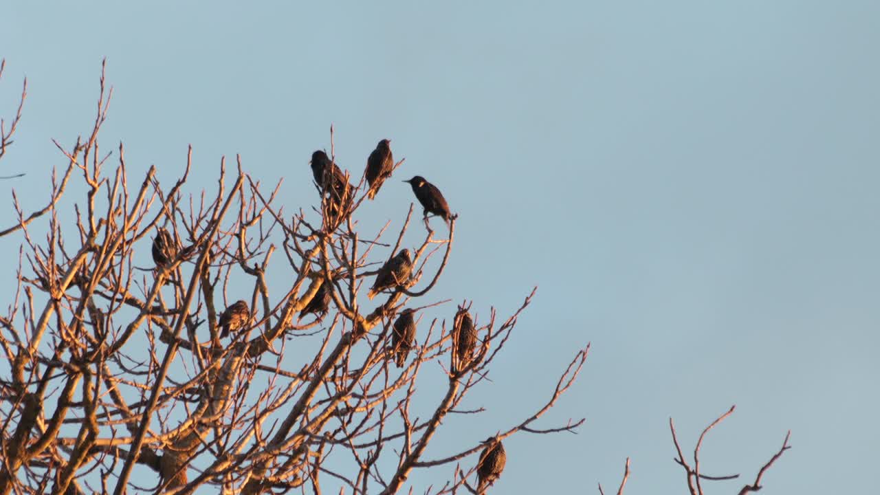 estorninos pajaritos negros en el árbol sin hojas saltando, tiro medio día hora del atardecer hora dorada, maffra, victoria, australia
