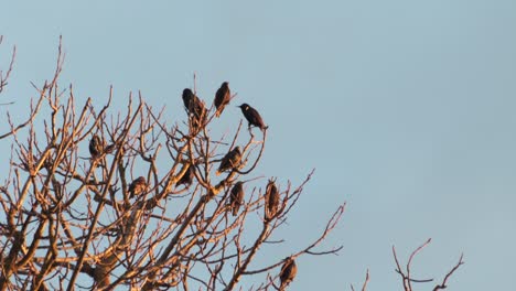 Estorninos-Pajaritos-Negros-En-El-árbol-Sin-Hojas-Saltando,-Tiro-Medio-Día-Hora-Del-Atardecer-Hora-Dorada,-Maffra,-Victoria,-Australia