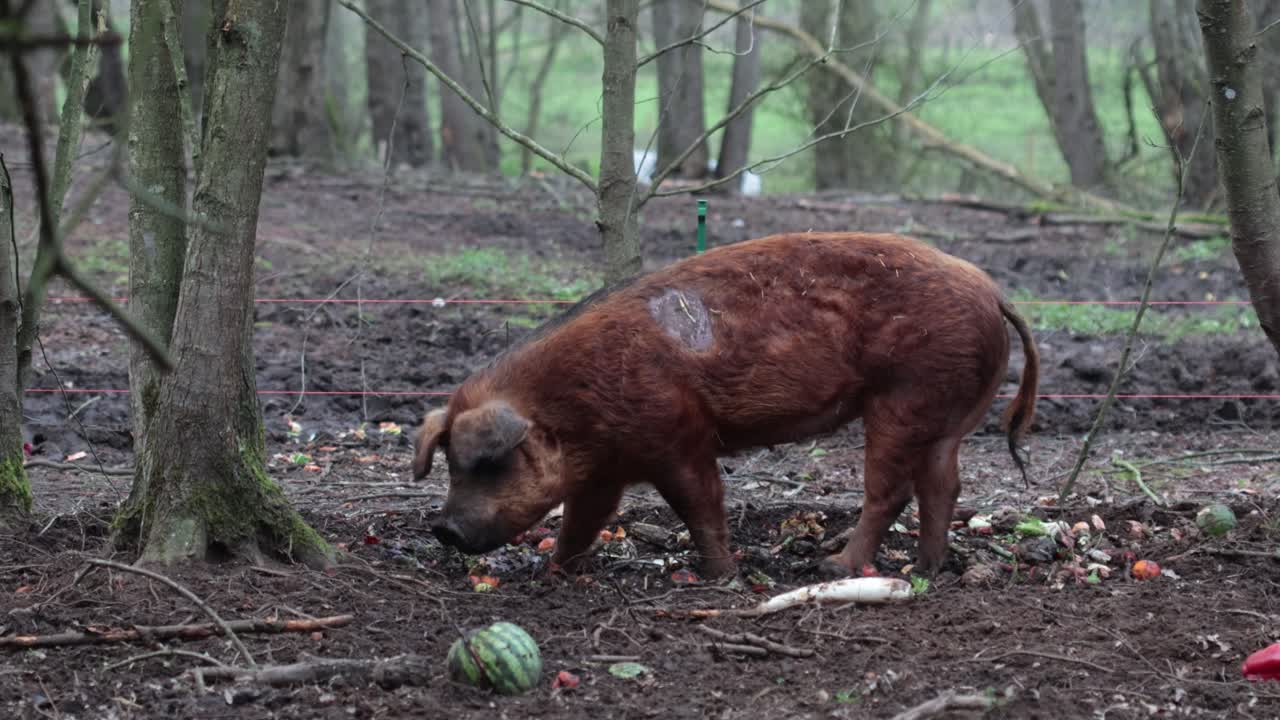 Un maiale Tamworth che cerca cibo in un paddock fangoso. Primavera. Regno Unito