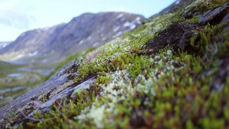 Arktischen-Tundra.-Schöne-Natur-Norwegen-Naturlandschaft.