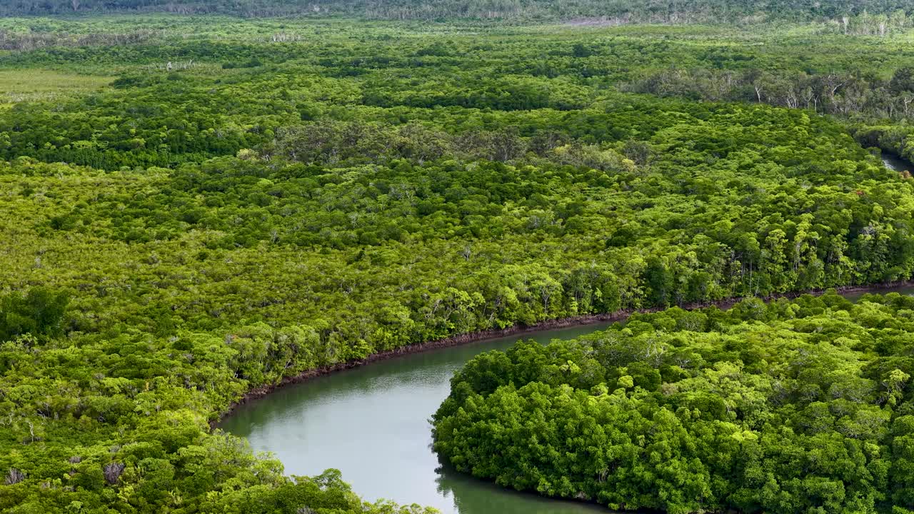 Drone camera glides above dense, lush rainforest canopy and winding river in Port Douglas, Queensland, under soft daylight with smooth, cinematic movement