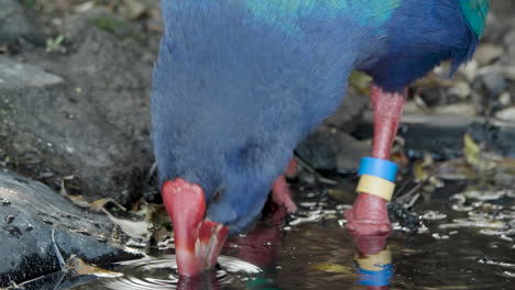 South-Island-Takahe-Bird-With-Leg-Band-Drinking-In-The-River