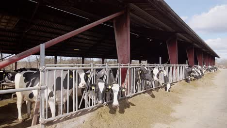 Cows-feeding-process-on-modern-farm