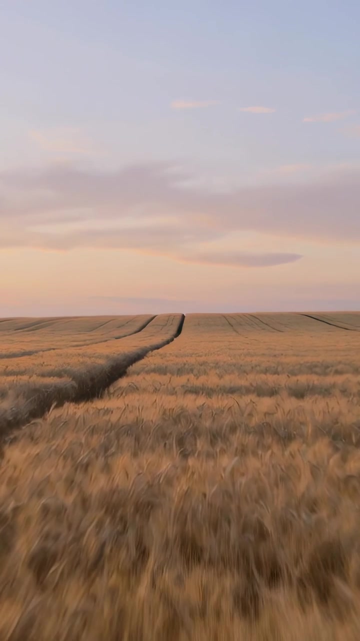 Video verticale: Telecamera in panoramica che rivela un campo di grano dorato che ondeggia all'alba, con solchi di trattore.