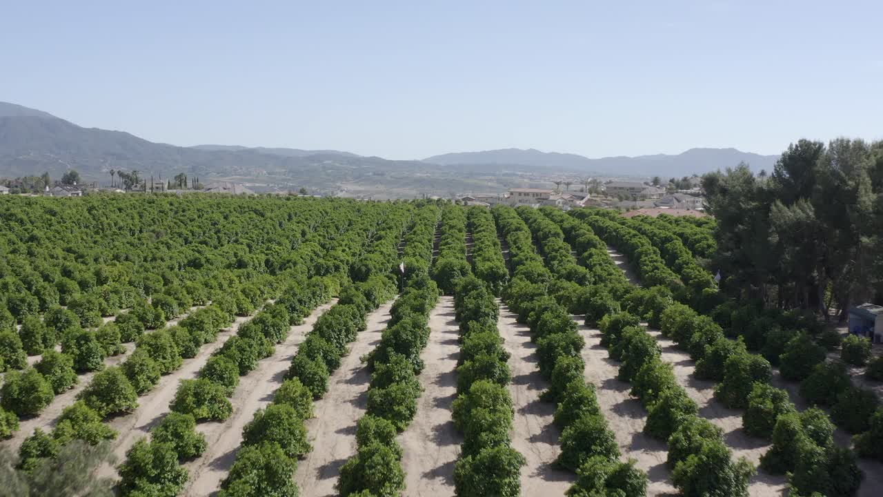 un hermoso disparo de dron, dron volando sobre una plantación con montañas en el fondo en california