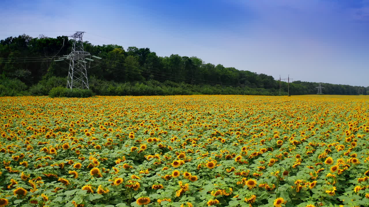 Sunflowers blooming under transmission lines. Field with flowering yellow agriculture plants under blue sky. High-voltage electric lines on sunflower field.
