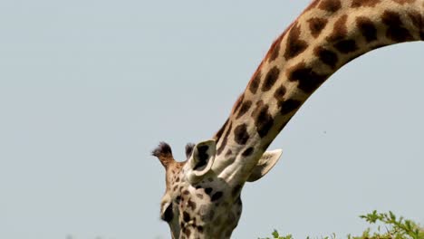 primer plano de una jirafa comiendo y alimentándose de un árbol de acacia en masai mara, kenia, vida silvestre africana en la reserva nacional masai mara, kenia, áfrica animales de safari en la reserva masai mara norte