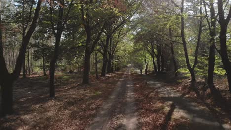 slow movement backwards on a dirt road lane in a forest with the sun peaking through the trees creating sun flares with kids on bikes closing in and getting closer