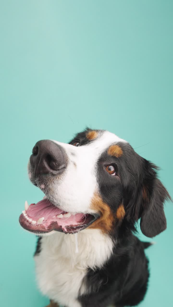 Close-up Portrait of a Bernese Mountain Dog