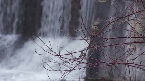 Última-Hoja-De-Arbusto-Deshojado-En-Invierno,-Cascada-Borrosa-En-El-Fondo