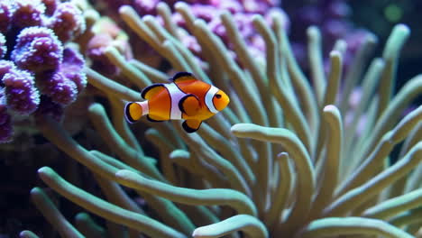 a clownfish among anemones