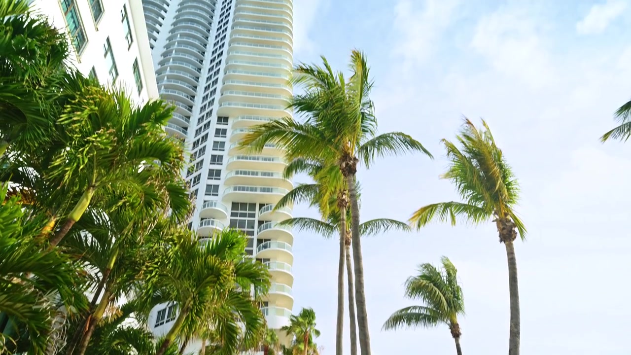Vista dal basso di alte palme contro un grattacielo a Miami, Florida. Prospettiva verso l'alto di alberi tropicali slanciati con fronde verdi accanto a una torre residenziale bianca.