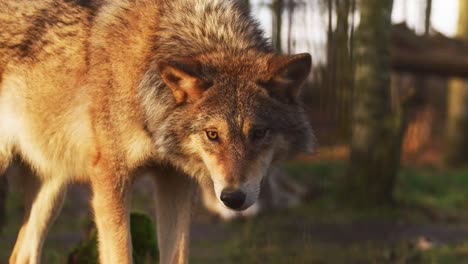 cinematic-shot-of-a-wolf-pack-in-the-forest