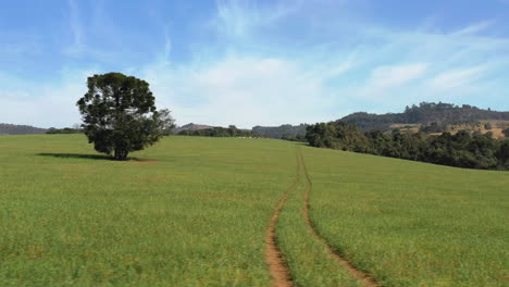 Mancha-De-Pájaros-Vista-Panorámica-Escénica-Del-Campo-Verde-Campos-Agrícolas-Con-Un-árbol-Centrado