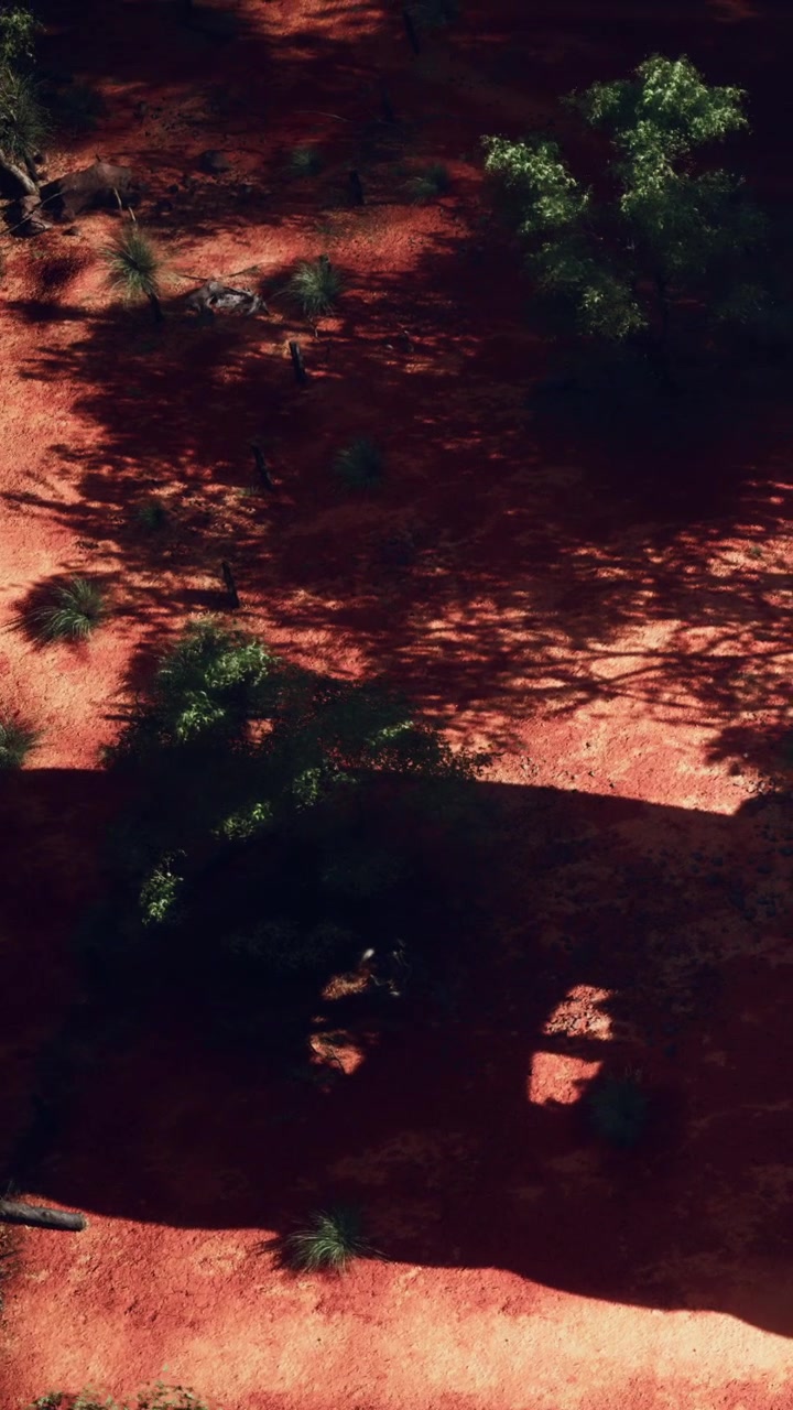 Vista di un'ombra proiettata su terreno rosso da un albero in un ambiente naturale