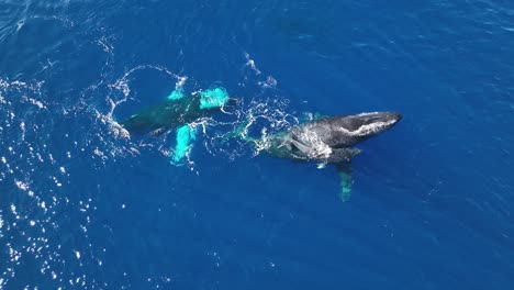 whale pod celebrating birth of newborn calf