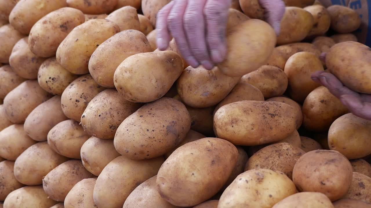 Primo piano di mani che raccolgono e selezionano patate fresche.
