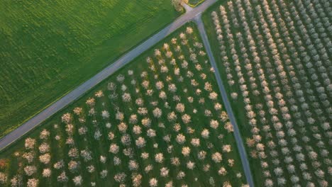 A-drone-captures-the-mesmerizing-sight-of-plum-orchards-in-full-bloom-during-sunset