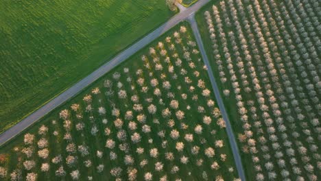 Un-Dron-Captura-La-Fascinante-Vista-De-Los-Huertos-De-Ciruelos-En-Plena-Floración-Durante-La-Puesta-De-Sol