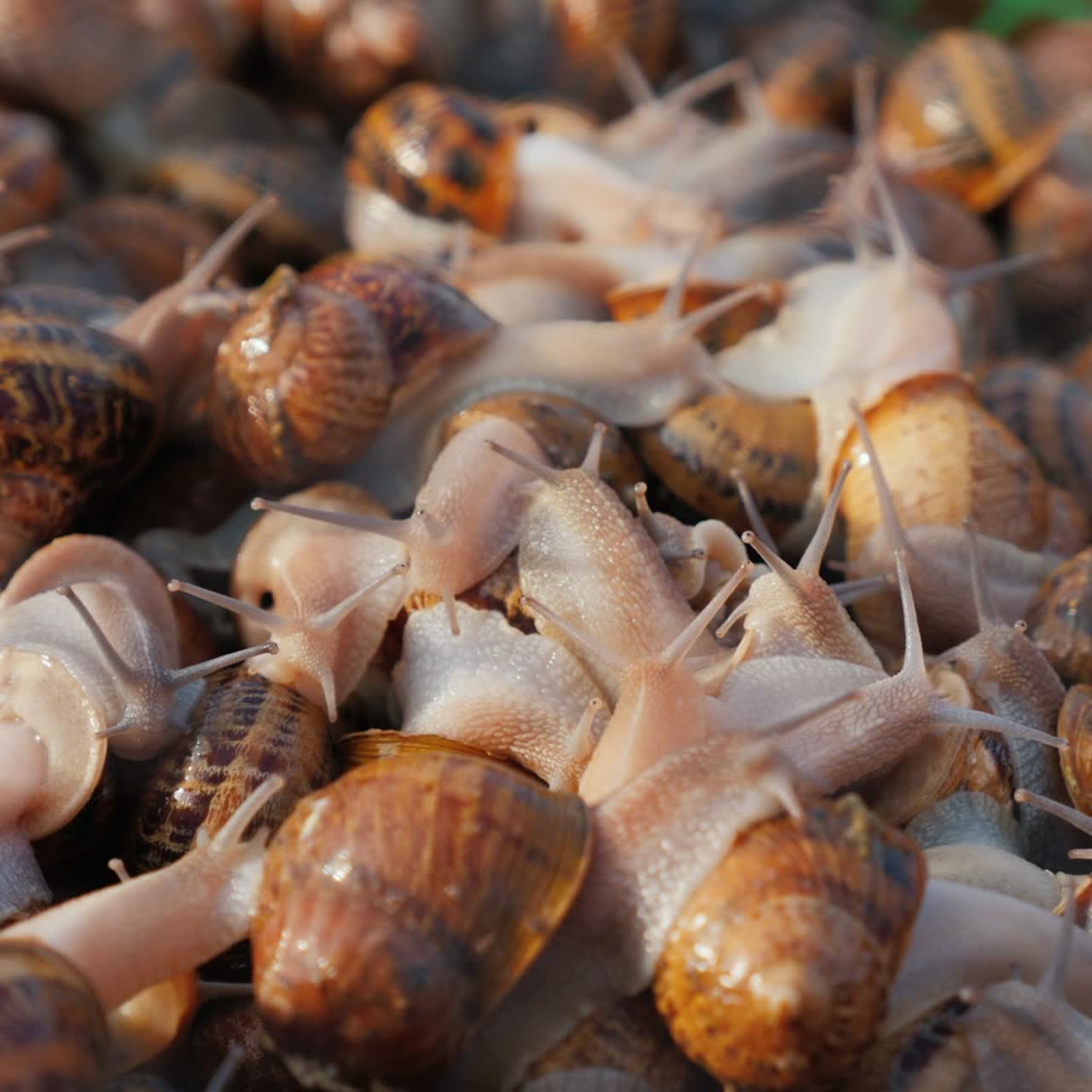 Contenitore con chiocciole nell'allevamento dove vengono allevate 3