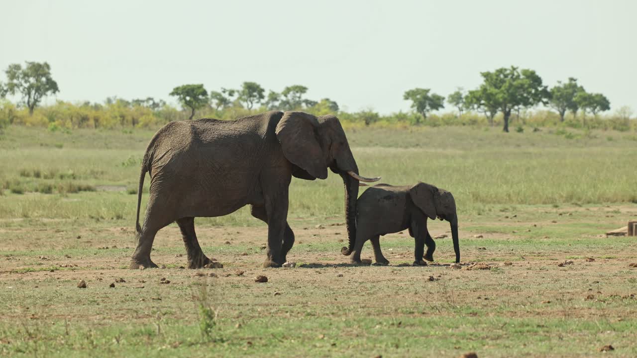 An African elephant cow is walking behind her calf over the open plains, Kruger National Park.