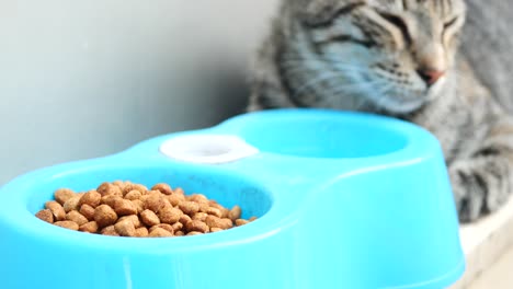 cat eating from blue bowl