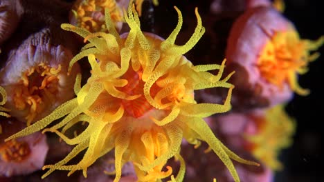 sun coral tubastrea super close up at night facing camera