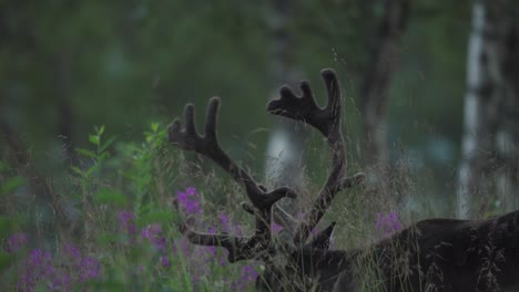 Deer-Graze-on-Blades-of-Grass,-Vangsvik,-Norway---Close-Up