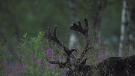 deer graze on blades of grass, vangsvik, norway - close up