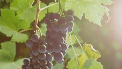 Fresh Grapes on the Vine