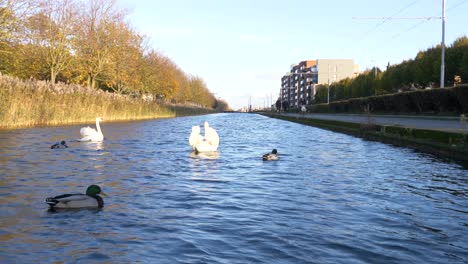 mute swans and mallard ducks swimming on grand canal in dublin, ireland during daytime