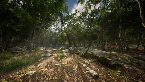 sonnenbeleuchteter waldweg