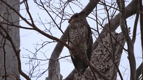 Facing-to-the-left-then-turns-and-shakes-its-head-to-look-far,-Spot-bellied-Eagle-Owl-Ketupa-nipalensis,-Thailand